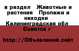  в раздел : Животные и растения » Пропажи и находки . Калининградская обл.,Советск г.